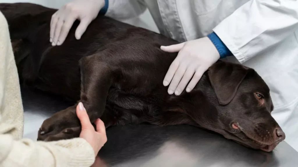 How to Comfort a Dog With Pancreatitis