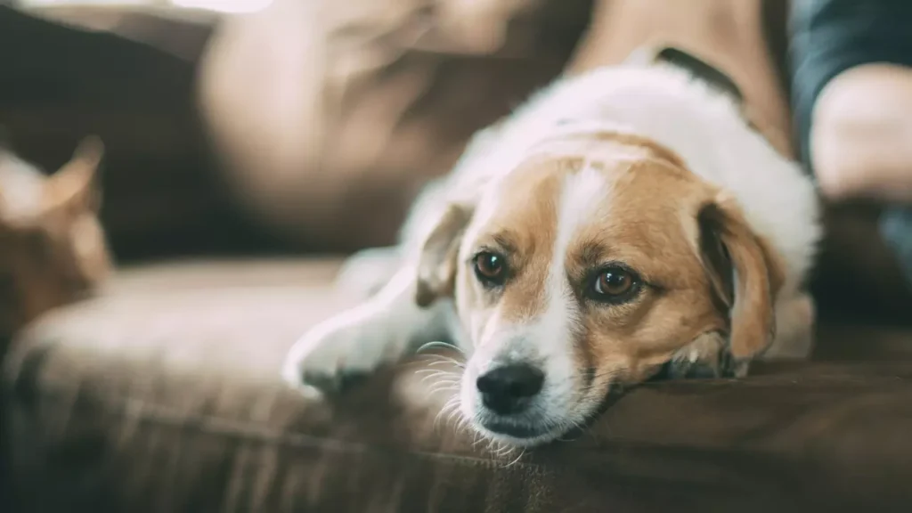 How to Discipline Dogs After Fighting (Dog Sleeping in couch)