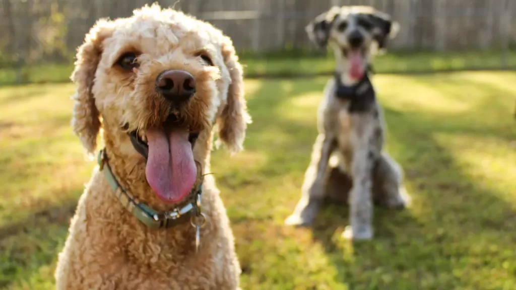 How to Discipline Dogs After Fighting. 2 Friendly Dogs.