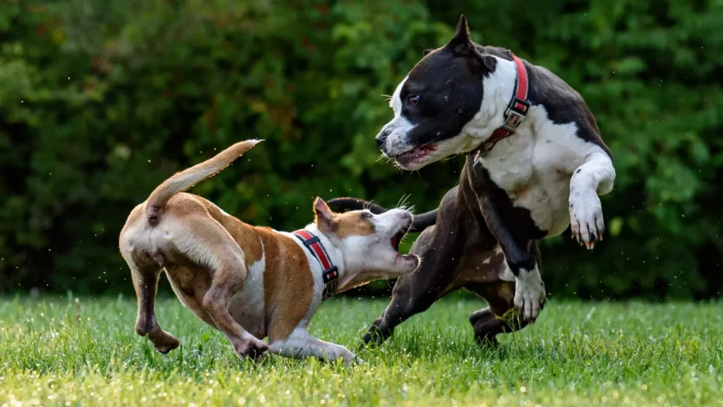 How to Discipline Dogs After Fighting