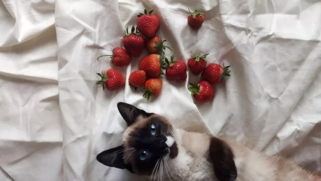 Can Cats Eat Strawberries