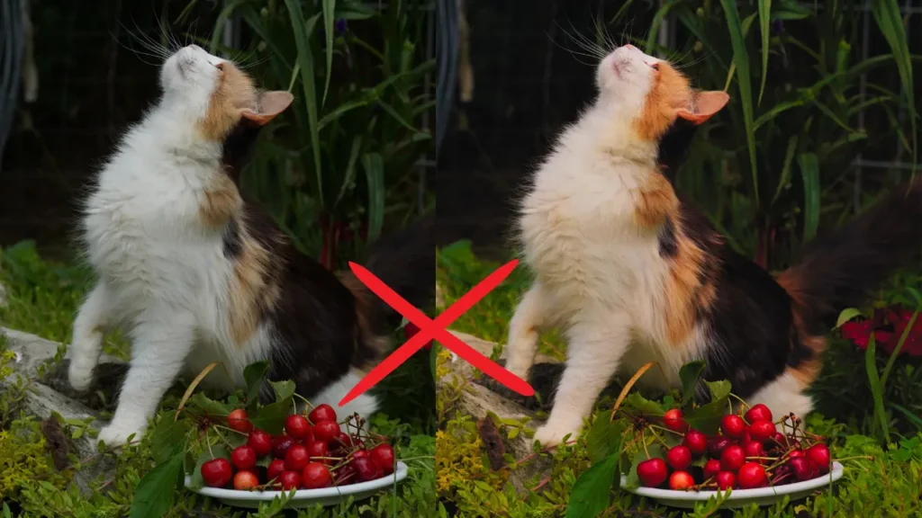 Can Cats Eat Strawberries