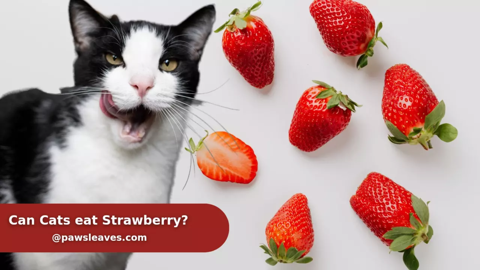 Can Cats Eat Strawberries