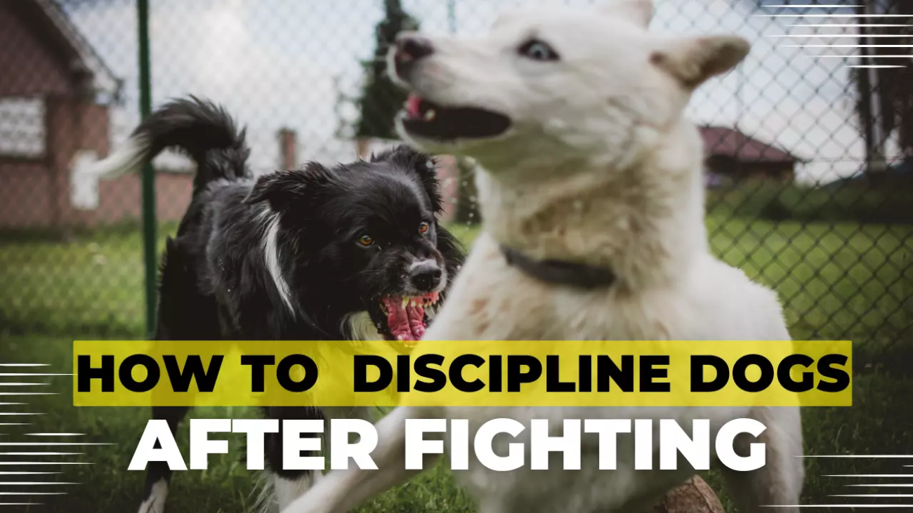 How to Discipline Dogs After Fighting