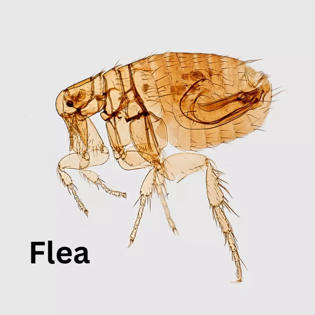 What do fleas bites look like on Dogs 