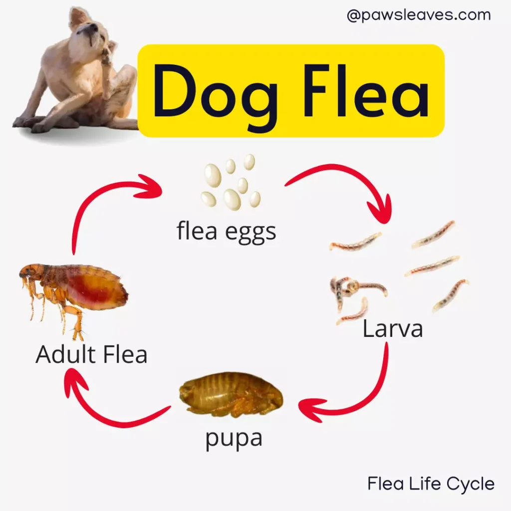 What do fleas bites look like on Dogs 