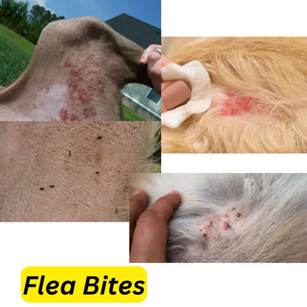 What do fleas bites look like on Dogs 