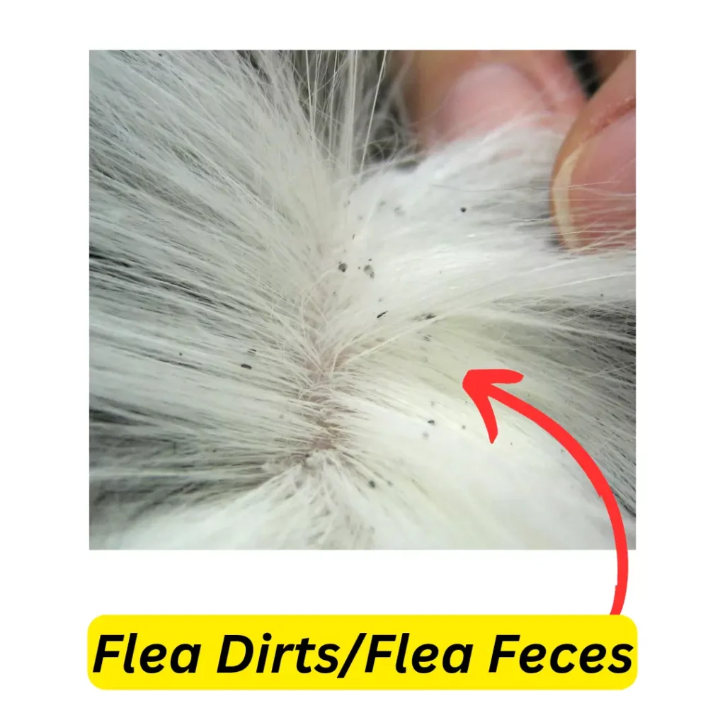 What do fleas bites look like on Dogs 